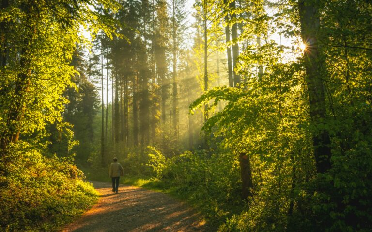 A person walking alone through a peaceful forest trail, surrounded by tall trees and filtered sunlight — symbolizing mental clarity, stress relief, and the restorative power of nature.
