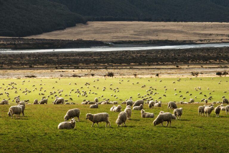 Sheep grazing peacefully in a wide open pasture under natural light, surrounded by green hills and native grasses — representing ethical farming, animal welfare, and sustainable land use.