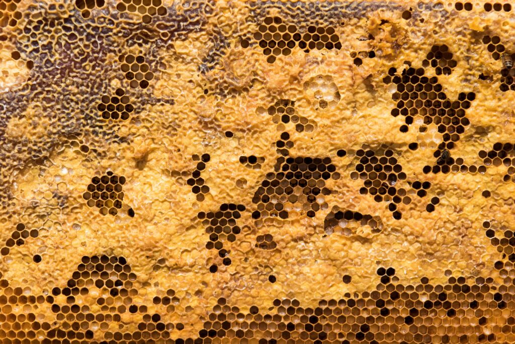 Give your kitchen a sustainable upgrade with these easy DIY beeswax wraps! 🐝🌿 Ditch single-use plastic and embrace reusable, natural food wraps made from cotton fabric and beeswax. They’re stylish, eco-friendly, and perfect for snacks, sandwiches, and leftovers. Follow this step-by-step guide to make your own and live a little greener, one wrap at a time.