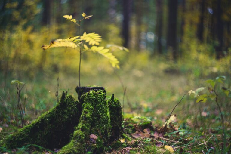 A small green plant sprouting from the center of a cut-down tree stump, symbolizing nature’s resilience, regeneration, and the cycle of life in a sustainable ecosystem.