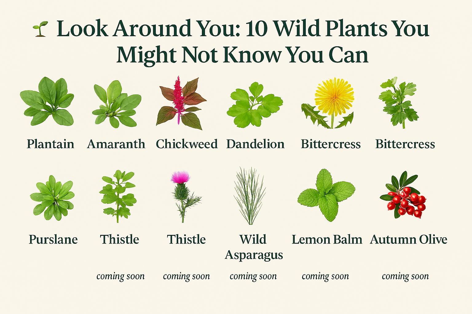 Grid of ten wild edible and medicinal plants—Plantain, Amaranth, Chickweed, Dandelion, Bittercress, Purslane, Thistle, Wild Asparagus, Lemon Balm, and Autumn Olive—arranged in two rows with labeled titles on a clean cream background.