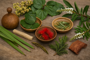 Assorted native Māori medicinal plants including kawakawa, harakeke, mānuka, rātā, and koromiko arranged on a rustic wooden surface with traditional tools and infusions.